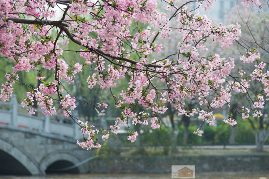 莫愁湖公园海棠花最新