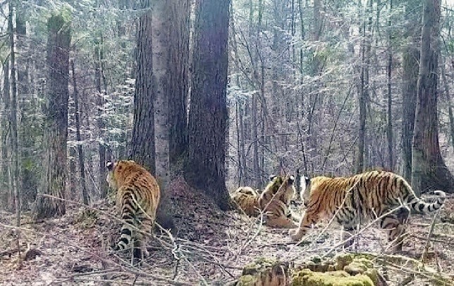 穿山甲最新案件开庭，一场关于生态保护与法治建设的较量